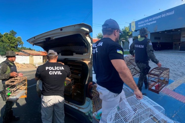 Operação Asas Livres apreende 12 aves silvestres em Parnaíba​‌​
