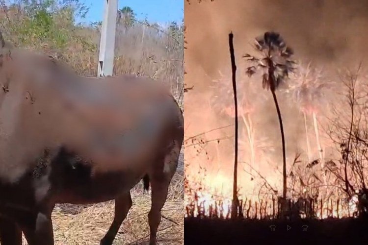 Cavalos resgatados após incêndio devastador em Oeiras, Piauí​‌​