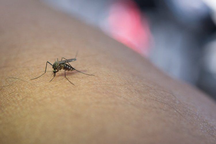Avanços nas vacinas contra chikungunya no Brasil​‌​