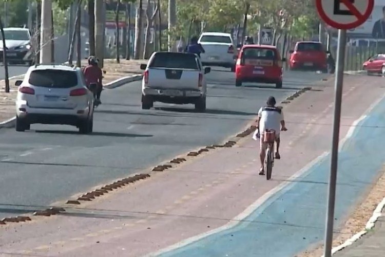 Cresce uso da bicicleta em Teresina no Dia do Ciclista​‌​