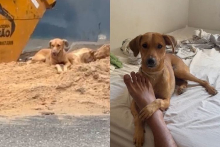 Cachorrinha cajuína viraliza após ser resgatada em Parnaíba​‌​