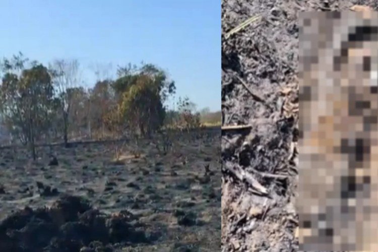 Incêndio na Embrapa em Teresina causa destruição e morte de animais​‌​