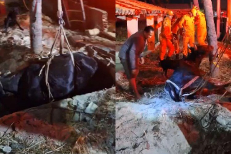 Bombeiros salvam vaca que caiu em fossa de mais de 2 metros em Luís Correia​‌​