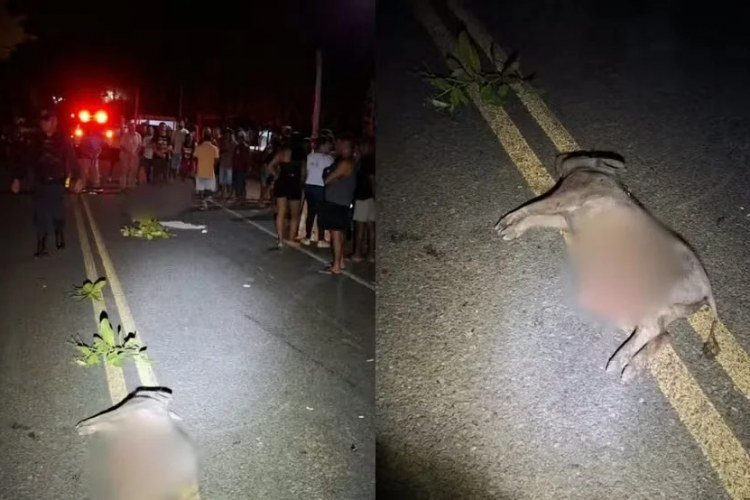 Motociclista morre após colisão com porco em rodovia no Piauí​‌​