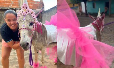 Jumento vestido de unicórnio é o grande vencedor em Pimenteiras​‌​
