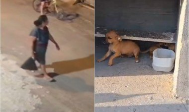 Abandono de animais em Teresina: nove filhotes deixados em 24 horas​‌​