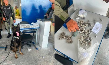 Cães do Piauí localizam drogas em presídios do Maranhão​‌​