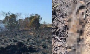 Incêndio na Embrapa em Teresina causa destruição e morte de animais​‌​