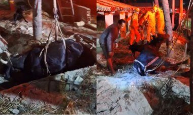 Bombeiros salvam vaca que caiu em fossa de mais de 2 metros em Luís Correia​‌​