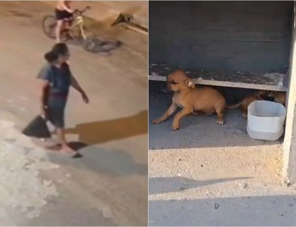 Abandono de animais em Teresina: nove filhotes deixados em 24 horas​‌​