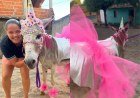 Jumento vestido de unicórnio é o grande vencedor em Pimenteiras​‌​