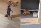 Abandono de animais em Teresina: nove filhotes deixados em 24 horas​‌​