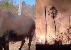 Cavalos resgatados após incêndio devastador em Oeiras, Piauí​‌​