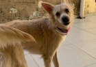 Câmara aprova suspensão da CNH para motoristas que abandonarem animais​‌​