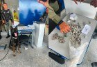 Cães do Piauí localizam drogas em presídios do Maranhão​‌​