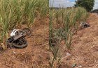 Motociclista morre em colisão na PI-112, em União​‌​